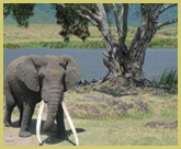 An old bull elephant with massive tusks within the Ngorongoro Crater at the core of the Ngorongoro Conservation Area, Tanzania