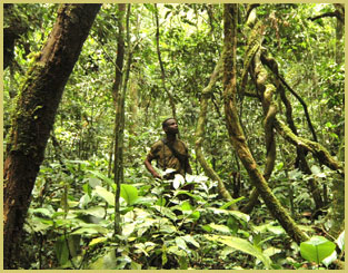 Twisted lianas in the Congo Basin's Okapi Wildlife Reserve, one of the UNESCO natural world heritage sites in Africa's extraordinary tropical forest biome