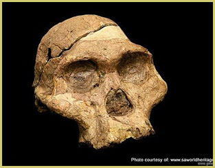 Reconstructed skull from the Fossil hominid sites of Sterkfontein and environs (South Africa), one of Africa's UNESCO cultural world heritage sites relating to human origins and evolution