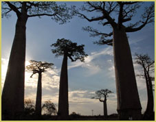 Andrefana dry forests of Madagascar