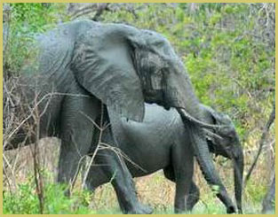 Elephants in Selous Game reserve (Tanzania), a UNESCO natural world heritage sites in Africa's woodland biome