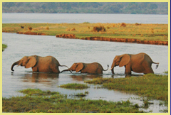 Elephants crossing the Zambezi river in Mana Pools National Park world heritage site, Zimbabwe