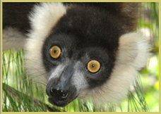 Black and white ruffed lemur, Rainforests of the Atsinanana world heritage site, Madagascar
